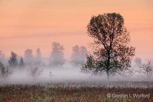 Tree In Misty Dawn_19885-6.jpg - Photographed near Smiths Falls, Ontario, Canada.